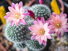 Jak sprawić, by kaktusy zakwitły? kwitnące kaktusy
