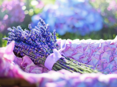 Wybieramy zapachy do domu i samochodu lawenda zapach