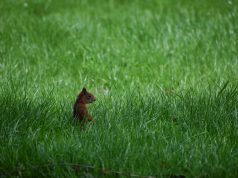 Jak odpowiednio zadbać o trawnik wiosną? Podpowiadamy! trawnik na wiosnę