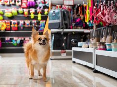 Sklep zoologiczny z akcesoriami, zabawkami i karmą pies w sklepie zoologicznym