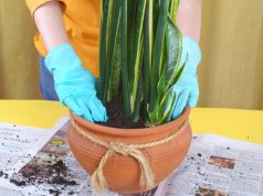 W jaki sposób odpowiednio przesadzać kwiaty i rośliny? przesadzanie kwiatów