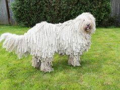 Mało znane rasy psów komodor