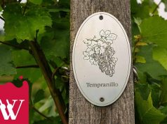 Tempranillo – czerwone wino na lato tempranillo