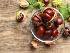 Nasiona kasztanowca ratunkiem dla cery naczynkowej nasiona kasztanowca