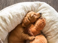 Jakiego psa wybrać – przeczytaj, zanim się zdecydujesz szczeniak na legowisku