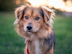 Jak odpowiednio szkolić psa i kiedy warto zwrócić się w tym celu do specjalisty? szkolenie psa