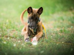 Szelki dla psa – o czym warto wiedzieć? Szczeniak owczarka belgijskiego w szelkach