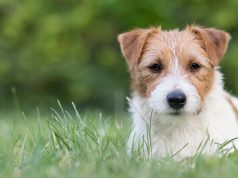 Babeszjoza – zmora właścicieli psów babeszjoza kleszcze