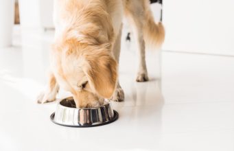 Dlaczego tania karma dla psa to pozorna oszczędność? karma dla psa