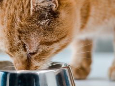 Czy sucha karma dla kota zapewnia mu odpowiednią dietę? sucha karma dla kotów