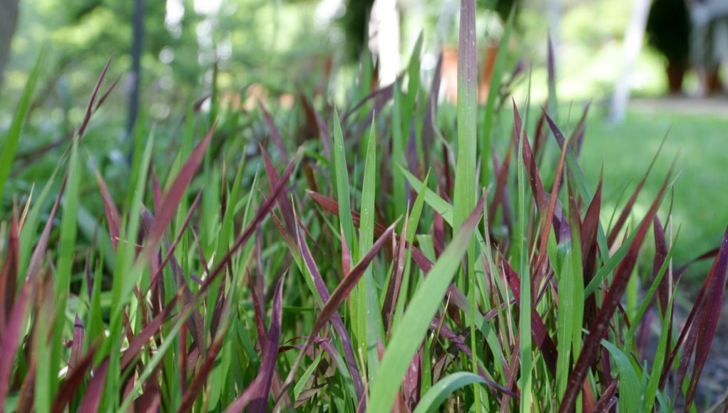 imperata cylindryczna