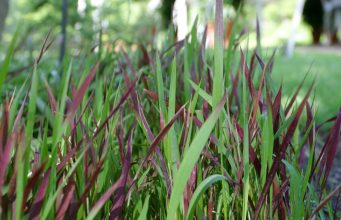 Imperata cylindryczna – warunki, pielęgnacja i odmiany! imperata cylindryczna