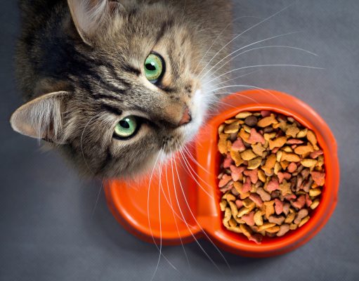 Przewodnik po karmach dla kotów – suche, mokre, suszone i przysmaki sucha karma dla kota