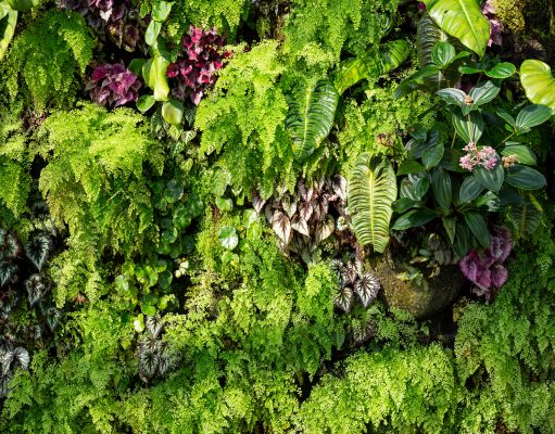 Tworzenie własnego ogrodu wertykalnego – zielona przestrzeń w pionie ogród wertykalny
