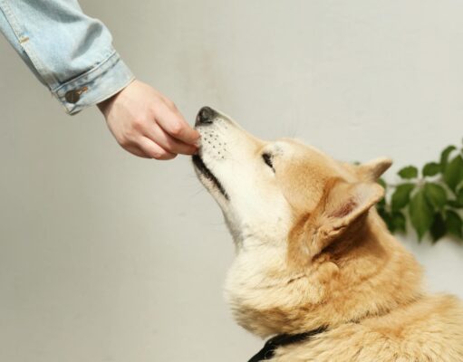 Karma monobiałkowa dla psa – czy warto? karma monobiałkowa dla psa